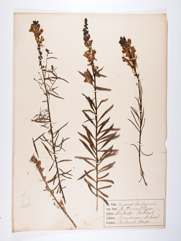 Linaria vulgaris