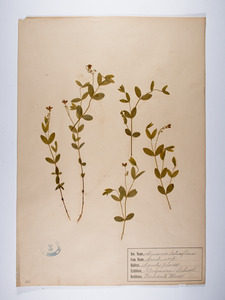 Arenaria lateriflora, Moehringia lateriflora