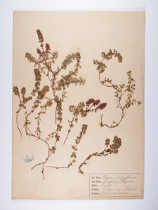 Thymus praecox, Thymus serpyllum