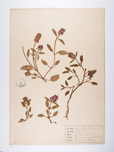 Brunella vulgaris, Prunella vulgaris