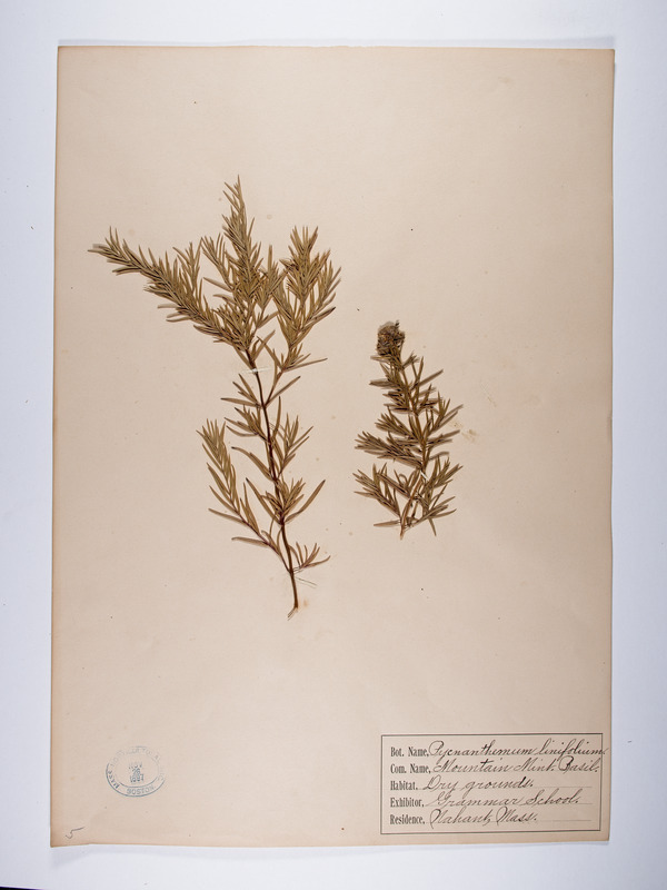 Pycnanthemum tenuifolium, Pycnanthemum linifolium