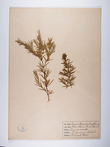 Pycnanthemum tenuifolium, Pycnanthemum linifolium