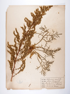 Artemisia cordata