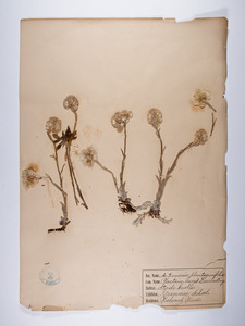 Antennaria plantaginifolia