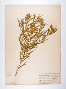 Euthamia graminifolia, Solidago lanceolata