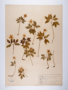 Anemone quinquefolia, Anemone nemorosa
