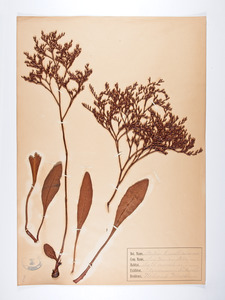 Limonium carolinianum, Statice caroliniana