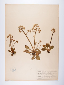 Saxifraga virginiensis