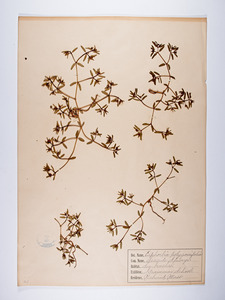 Chamaesyce polygonifolia, Euphorbia polygonifolia