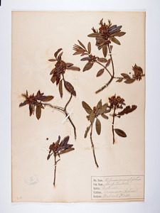 Kalmia angustifolia