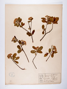 Aronia arbutifolia, Pyrus arbutifolia
