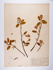 Amelanchier arborea, Amelanchier oblongifolia