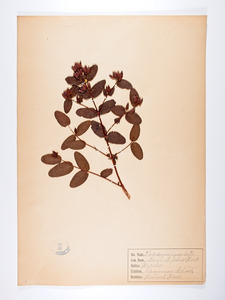 Triadenum virginicum, Elodes campanulata