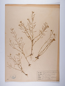 Arabidopsis thaliana, Sisymbrium thalianum