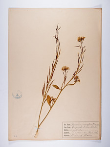 Sinapis arvensis, Brassica sinapistrum