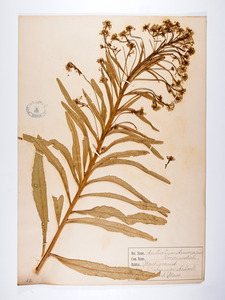 Armoracia rusticana, Nasturtium armoracia
