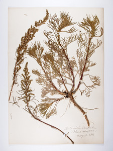 Artemisia campestris caudata