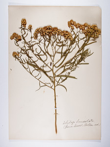 Euthamia graminifolia, Solidago lanceolata