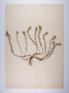 Unnamed plant specimen