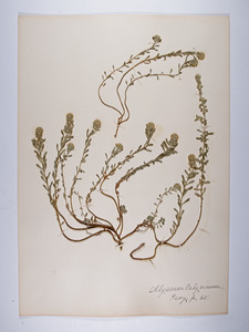 Alyssum alyssoides, Alyssum calycinum