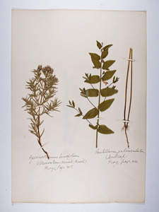 Pycnanthemum tenuifolium, Scutellaria galericulata