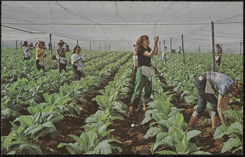 Tobacco plants