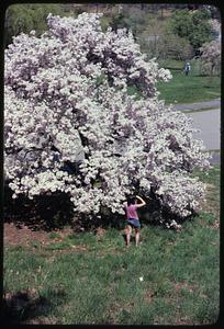 A woman taking a picture of a cherry tree