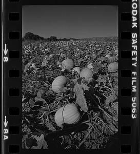 Newbury pumpkins