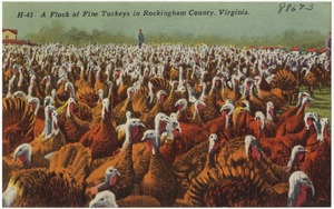 A flock of fine turkeys in Rockingham County, Virginia