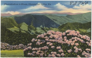 Rhododendron in bloom, Shenandoah Valley, Va.