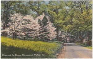 Dogwood in bloom, Shenandoah Valley, Va.