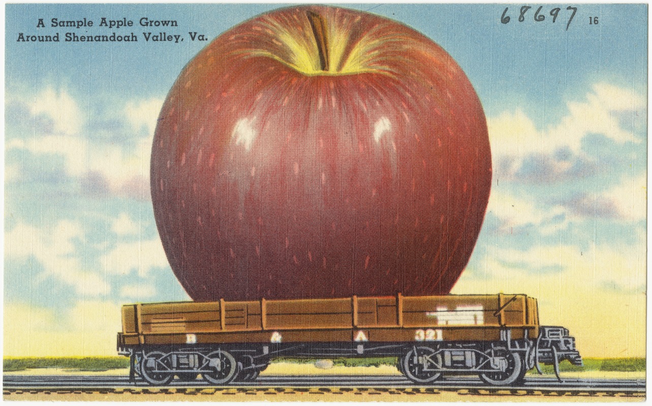 A sample apple grown around Shenandoah Valley, Va.