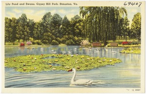 Lily Pond and Swans, Gypsy Hill Park, Staunton, Va.
