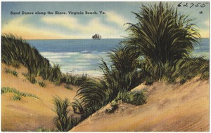 Sand dunes along the shore, Virginia Beach, Va.