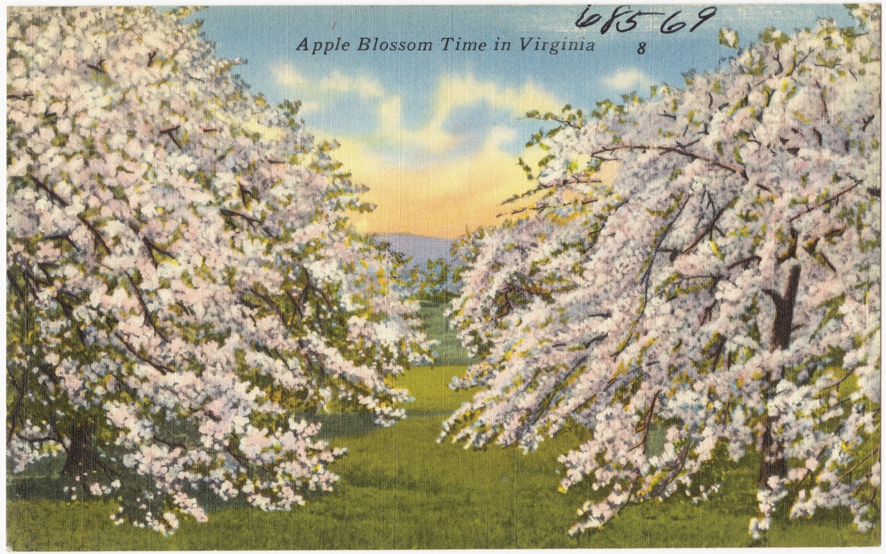Apple blossom time in Virginia