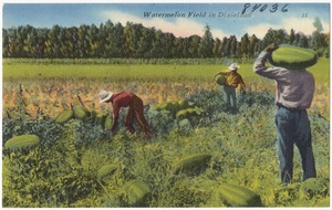 Watermelon field in Dixieland