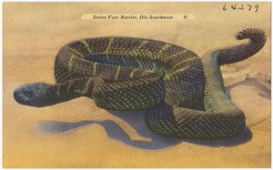 Seven foot Rattler, Ole Southwest