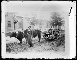 Oxen and cart