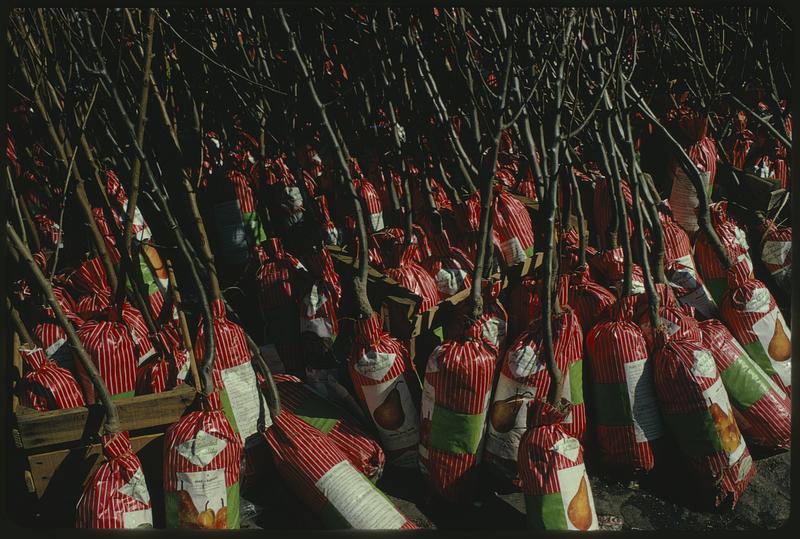 Pear trees packaged for sale