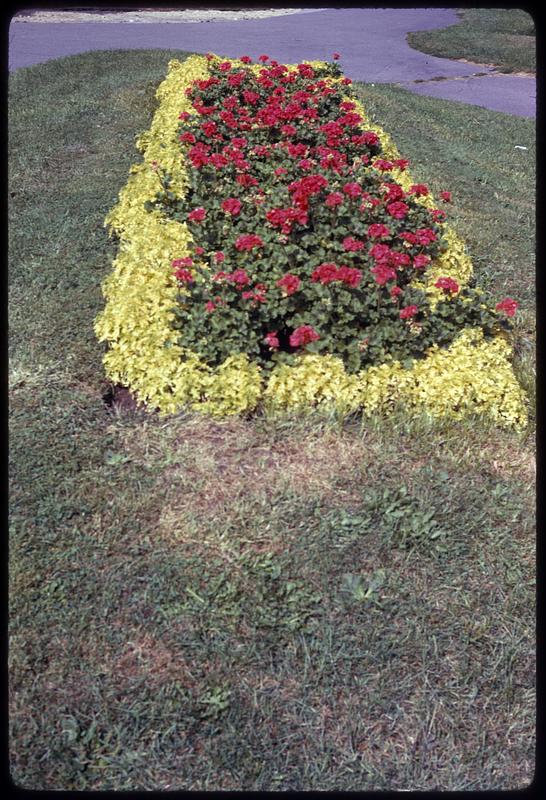 Red flower bushes behind green shrubs