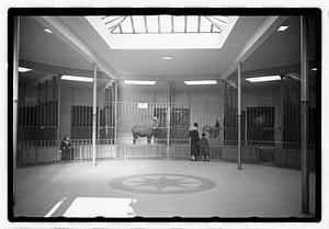 Animals in enclosures including a zebra