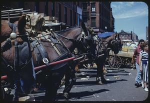 Horses, Faneuil Hall