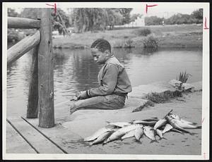 Big Pile of herring lies behind John Redd, 10, of Roxbury. He caught fish in Muddy River today.