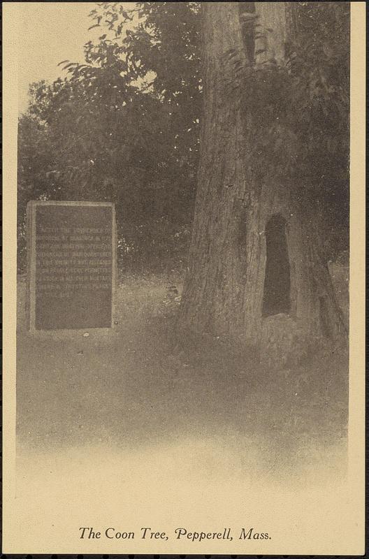 The Coon Tree, Pepperell