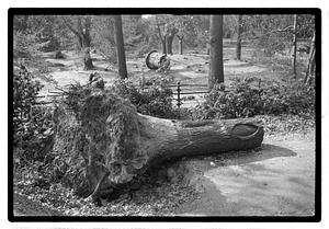 Uprooted tree trunk
