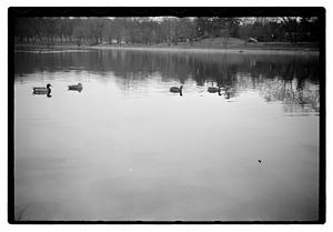 Ducks in a body of water