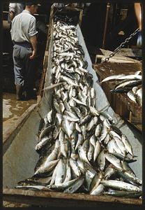 Piles of fish on chute and table