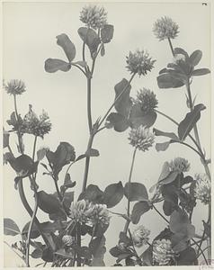 230. Trifolium hybridum, alsike, or Alsatian clover