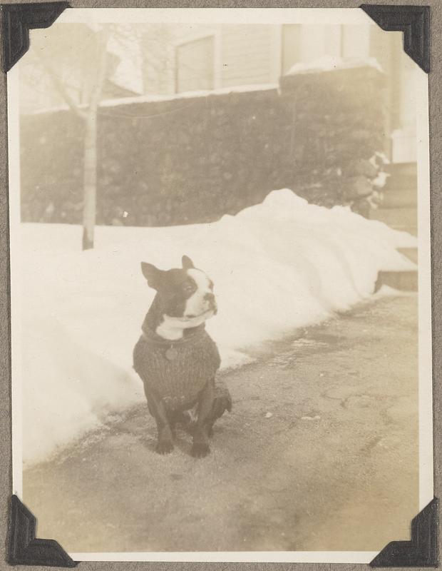 A Boston terrier sits in front of a snowbank