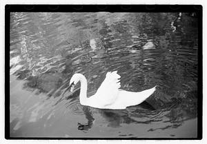 Swan